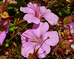 Geranium dalmaticum