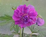 Geranium himalayense plenum