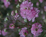 Gypsophila paniculata flamingo