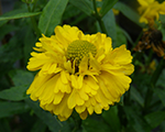 Helenium doubletrouble