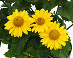 Heliopsis soled%60oro