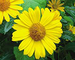 Heliopsis tuscansun