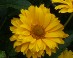 Heliopsis scabra goldgefieder