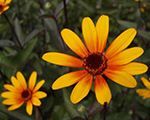 Heliopsis prairiesunset