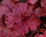 Heuchera firealarm