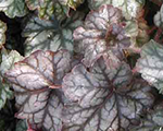 Heuchera hollywood