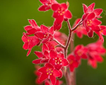 Heuchera leuchtkafer