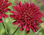 Knautia macedonica redknight