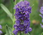 Lavandula ellagancepurple