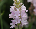 Lavandula ellagancepink