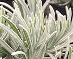 Lavandula lavenitemagicmoltensilver