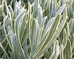 Lavandula silveredge