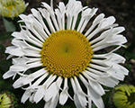 Leucanthemum lacrosse