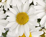 Leucanthemum lagrande