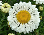 Leucanthemum realneat