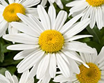 Leucanthemum whitemountain