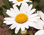 Leucanthemum snowlady