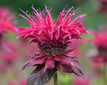 Monarda panoramaraspberry