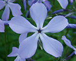 Phlox divaricata