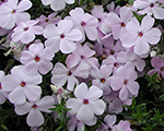 Phlox douglasii lilaccloud