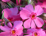 Phlox sub millstreamdaphne
