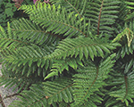 Polystichumn setiferum dahlem