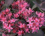 Sedum bertramanderson