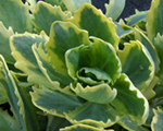 Sedum elsiesgold
