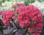 Sedum redcauli