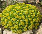 Sedum ellacombianum