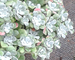 Sedum spathulifolium capoblanco
