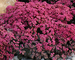 Sedum dazzleberry