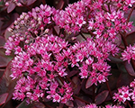 Sedum firecracker