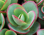 Sedum limezinger