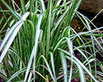 Calamagrostis avalanche