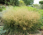 Deschampsia caespitosa palava