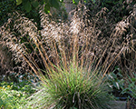 Deschampsia caespitosa tardiflora