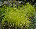 Carex elata bowlesgolden