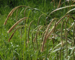 Carex pendula