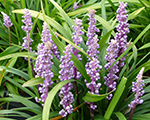 Liriope muscari ingversen