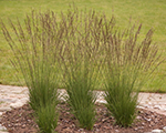 Molinia caerulea edithdudszus
