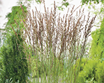 Molinia caerulea heidezwerg