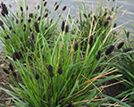 Sesleria heufleriana