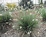 Sesleria nitida