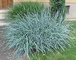 Elymus arenarius bluedune