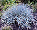 Helictotrichon sempervirens saphirsprudel