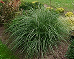 Miscanthus sinensis gnome