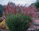 Miscanthus sinensis gracillimus