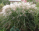 Miscanthus sinensis graziella