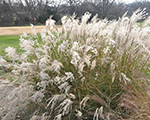 Miscanthus sinensis littlekitten